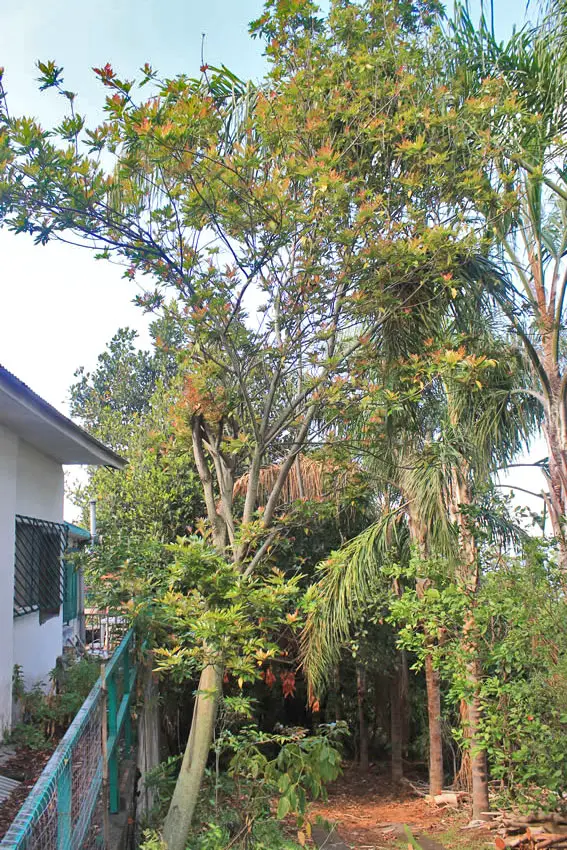 Bois de Gaulette, arbre endémique de La Réunion